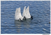 Whooper-Swan-feeding-3